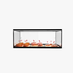 Sayl ADS0025 Ambient Single Tier Display – 555mm Showcase for Muffins, Cakes & Bakery